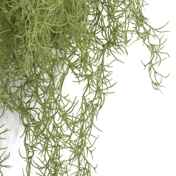 Airplant Hangend 74cm - Afbeelding 2