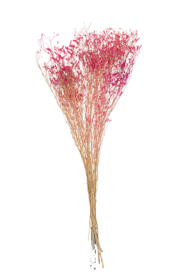 Bundel Gedroogde Gypsophilia Fuchsia