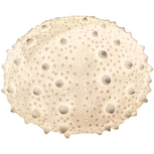 Tafellamp Zandsteen Ivoor