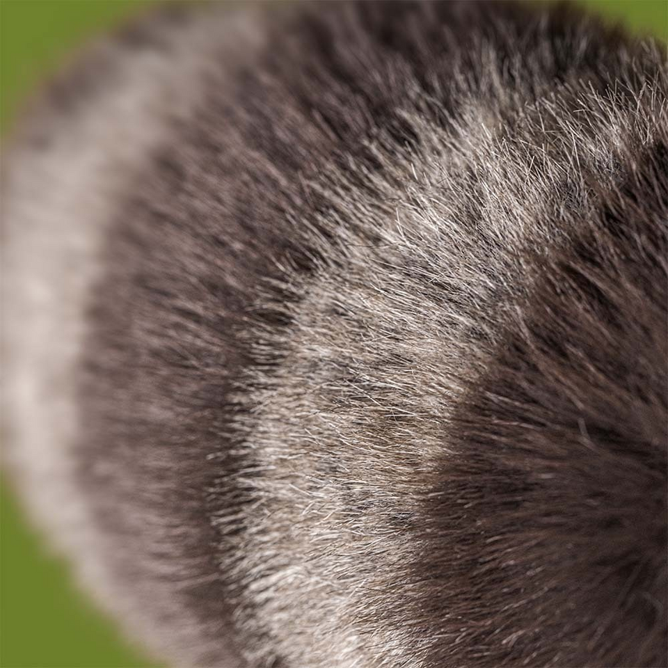Jellycat Trixiwoo Raccoon - Afbeelding 5